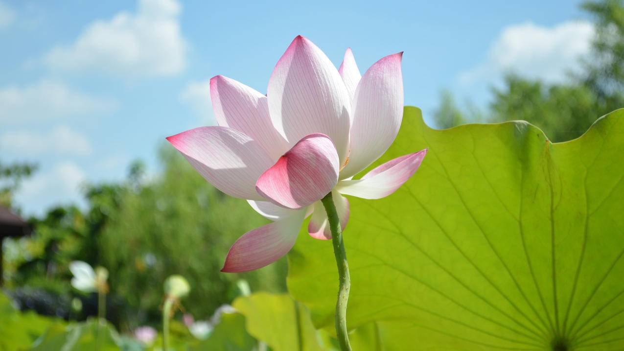 qq空间说说赞刷赞平