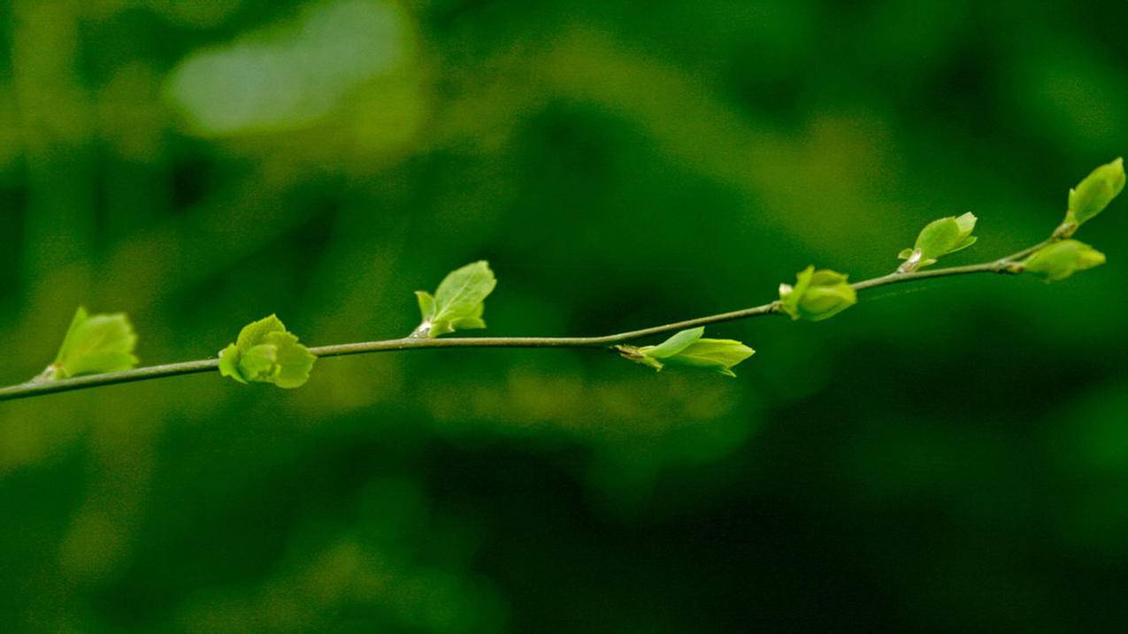 繁星直播刷人气_QQ便宜代刷网_快手刷赞入口 - 快手刷业务平台墨言最优惠