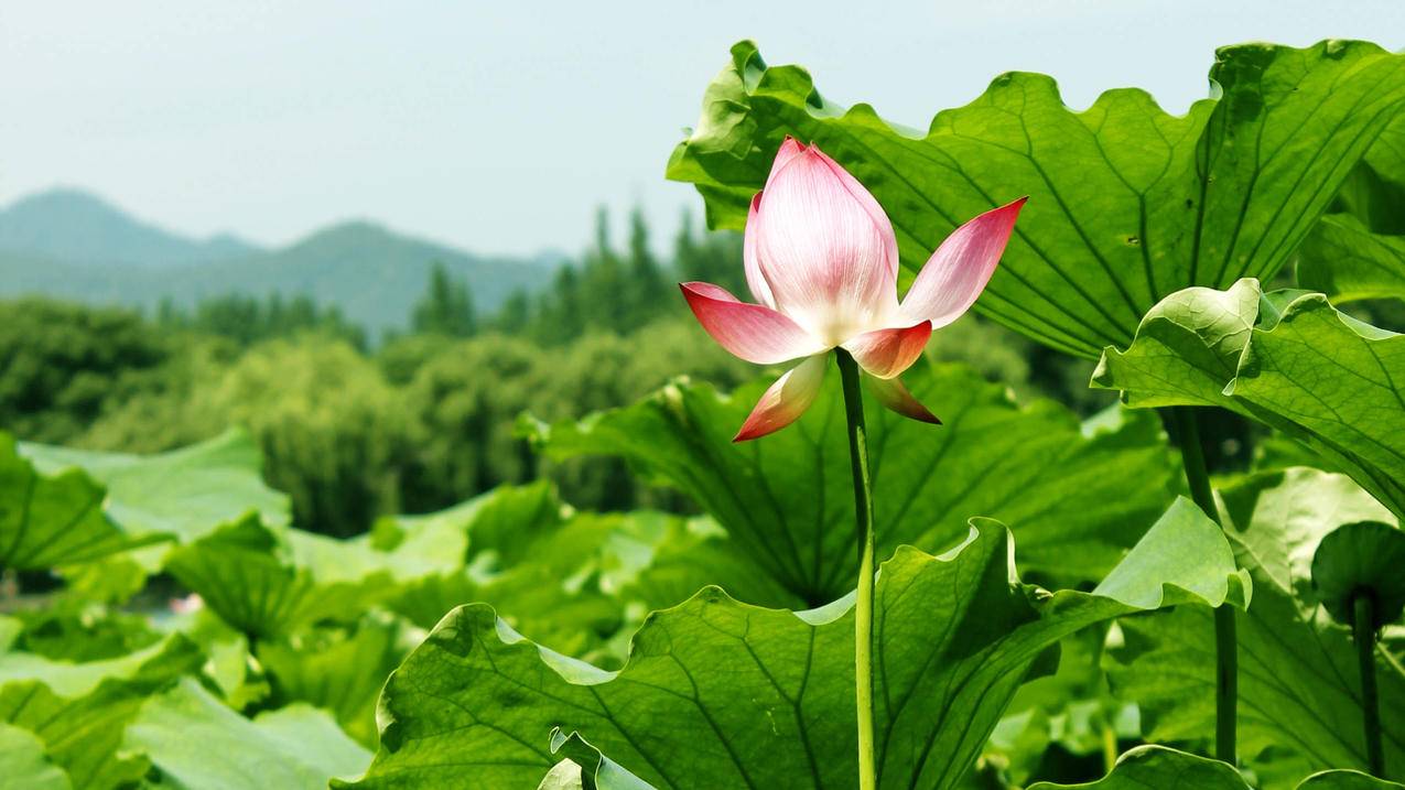 空间刷赞最低价链接 -