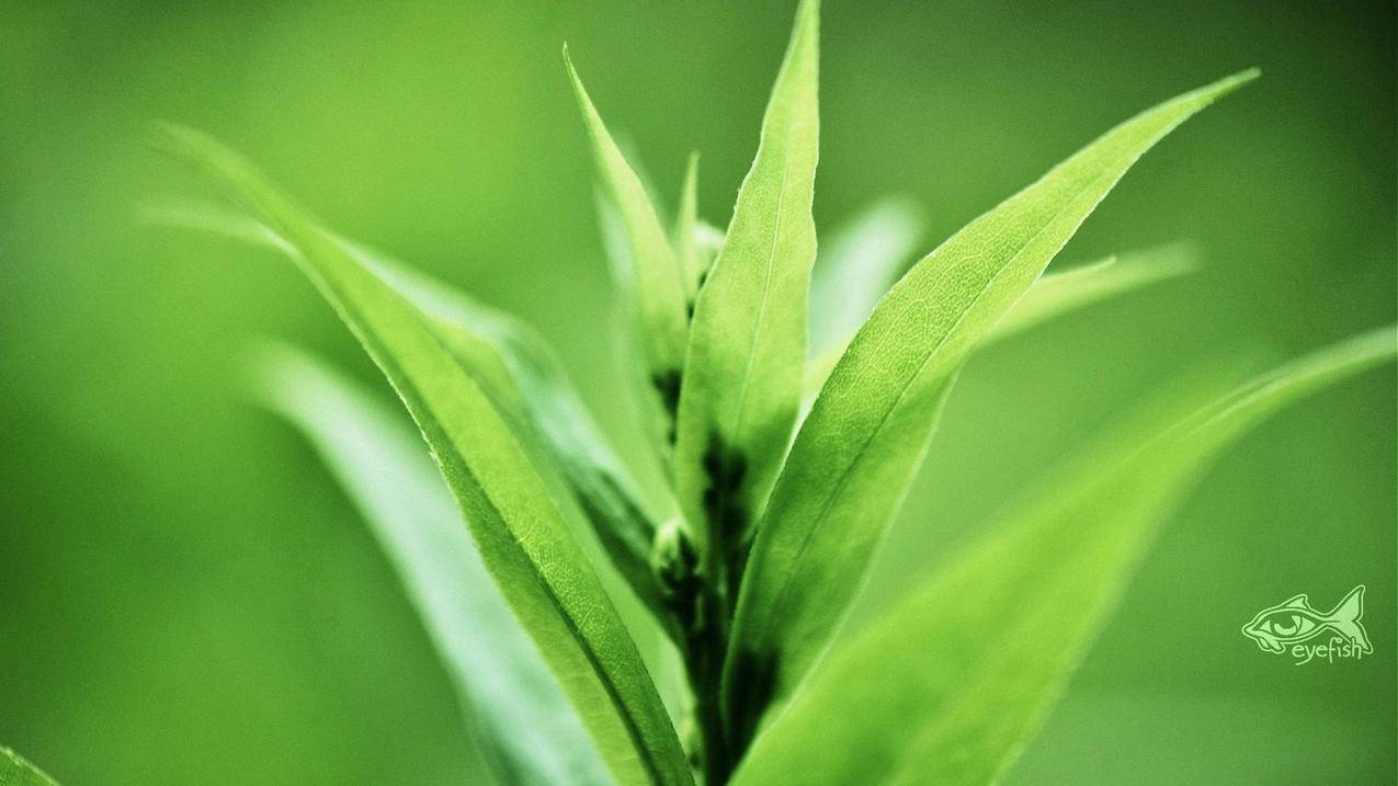 QQ刷s说说赞 - 快手一块钱一百赞平台,快手刷关注业务平台